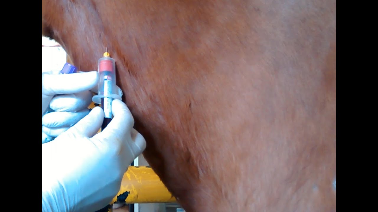 Equinos - Toma de Sangre #medicinaveterinaria #veterinarymedicine #horse
