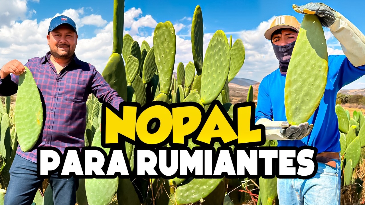 EL FORRAJE MÁS BARATO que salva tu ganado cuando no hay pasto