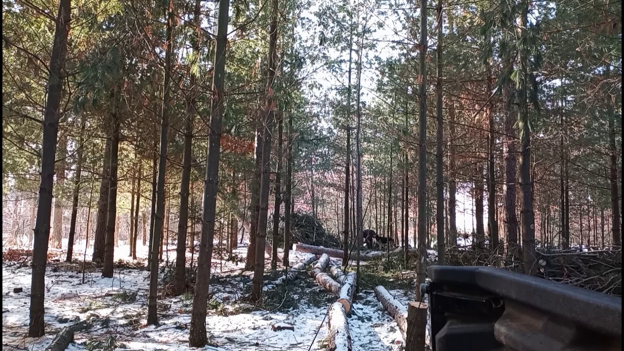 First video (learning how to edit) documenting our hobby log cabin build. Felling trees...boring.
