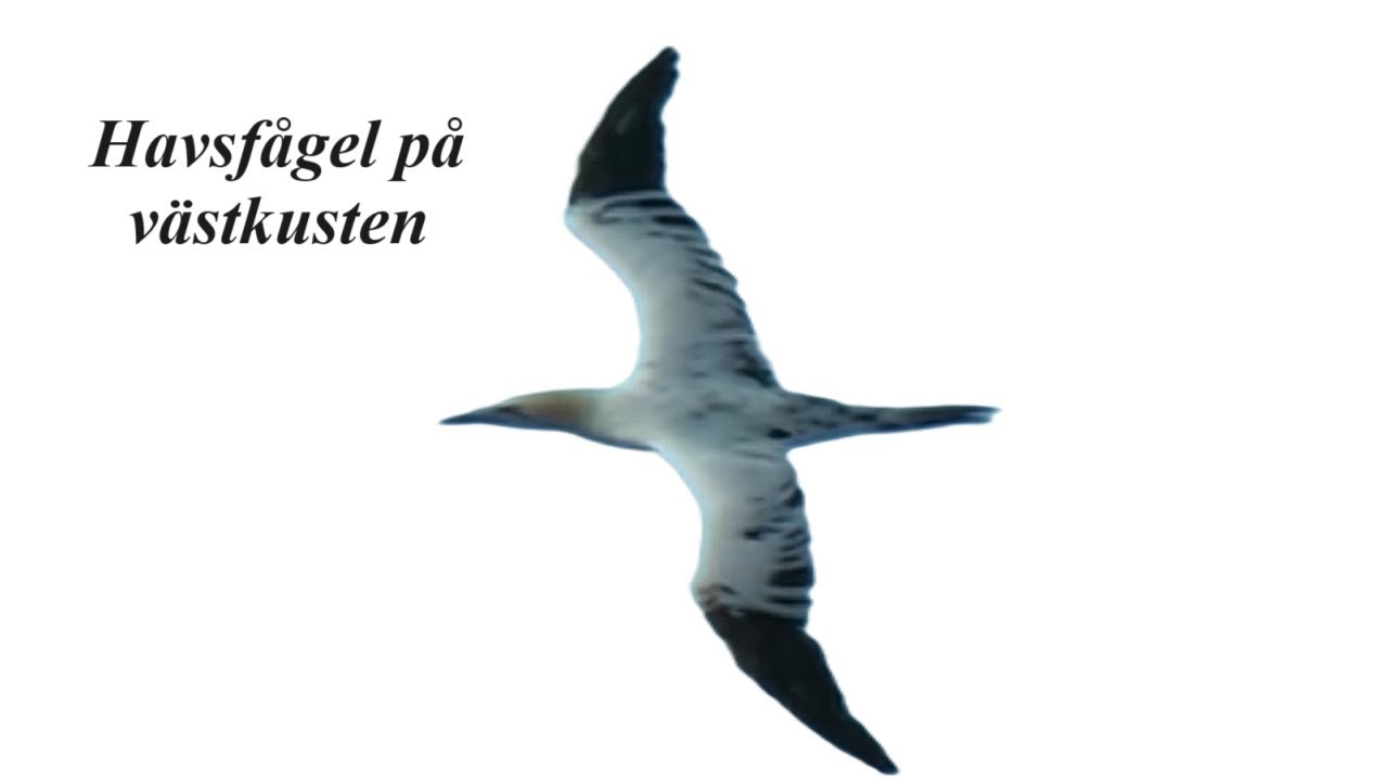 Seabirds In The Storm /KD Arvidsson