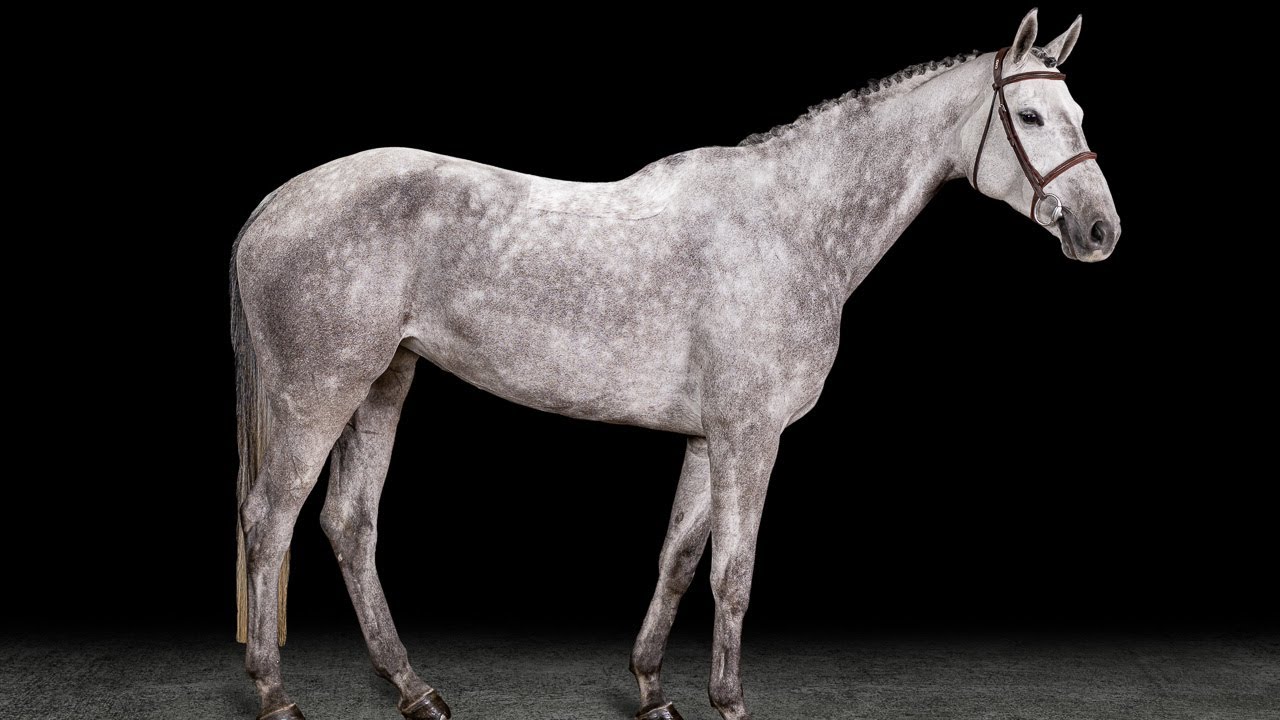 Venezuela // 6yrs // Vingino x Diarado