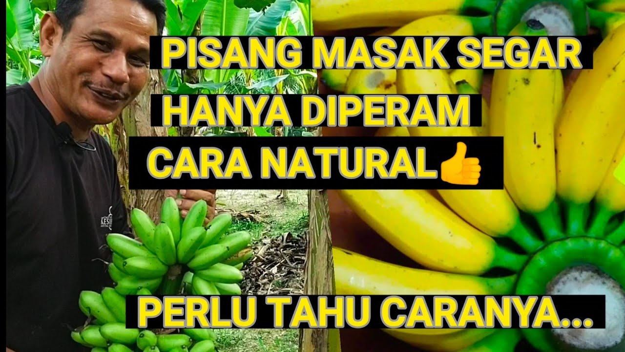 Cara mudah kenalpasti pisang yang sudah cukup tua, ditebang dan diperam pasti masak cantik dan segar