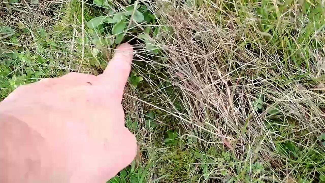 Норы полевок на лугу (Microtus spp.)