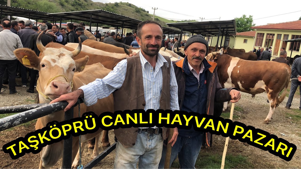 Kastamonu Taşköprü-canlı hayvan pazarından haftalık güncel kurbanlık fiyatları 🐂🐄🐑