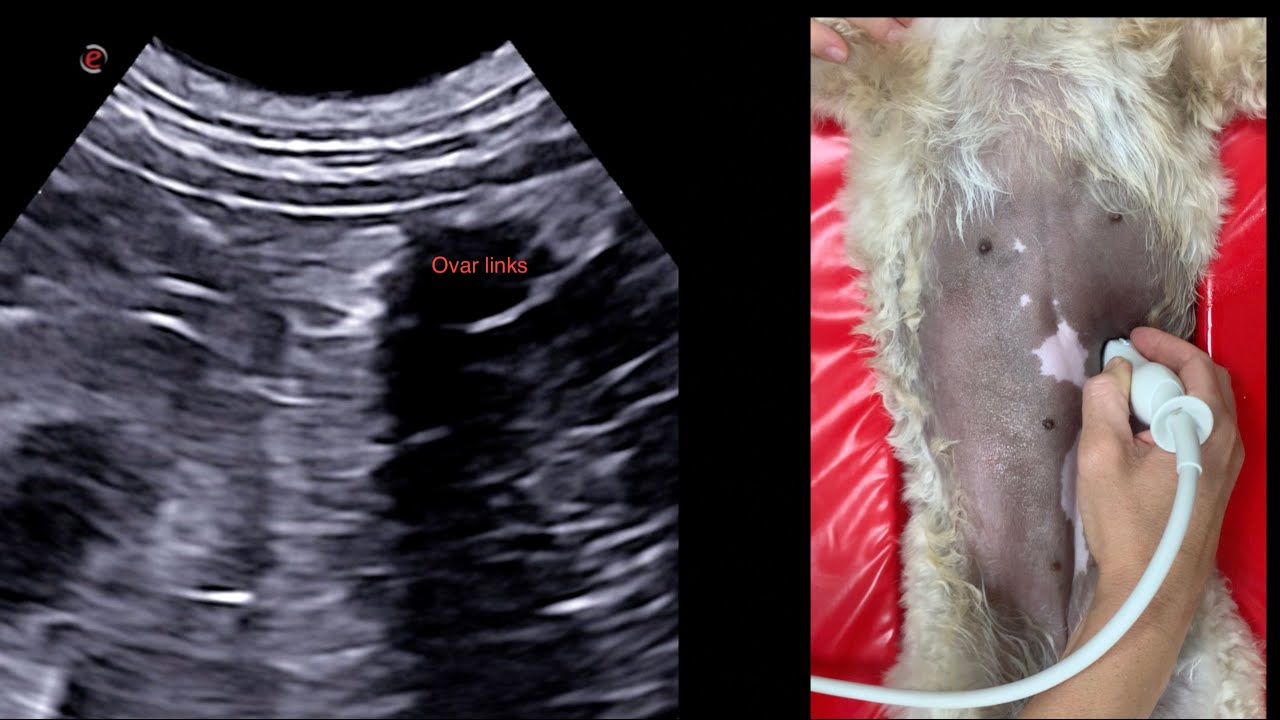 Ultraschall von Ovarien und Uterus bei Hündinnen