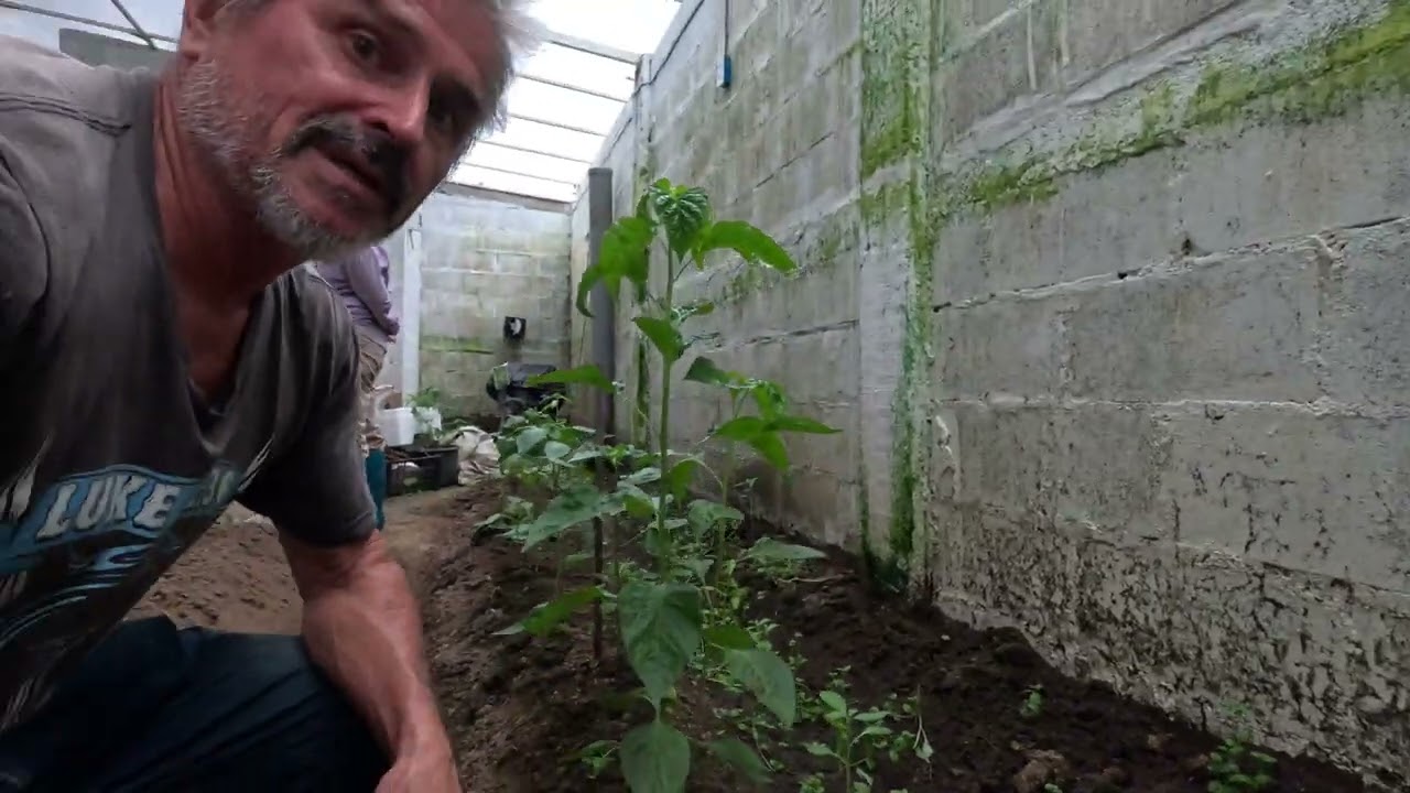 IT WORKS! COOLING down an overheating Greenhouse; temp drops from 80 to 72 degrees in 10 minutes!