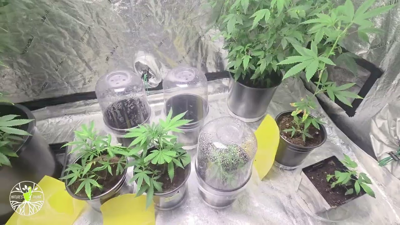 Grow What You Smoke Ep 2