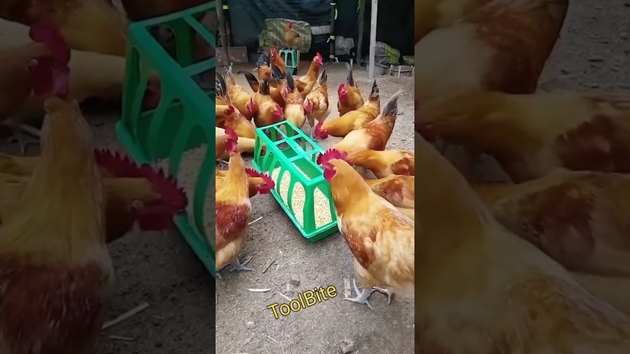 Best Chicken Feed Trough for Backyard Poultry &ndash; Easy & Efficient! #diytools