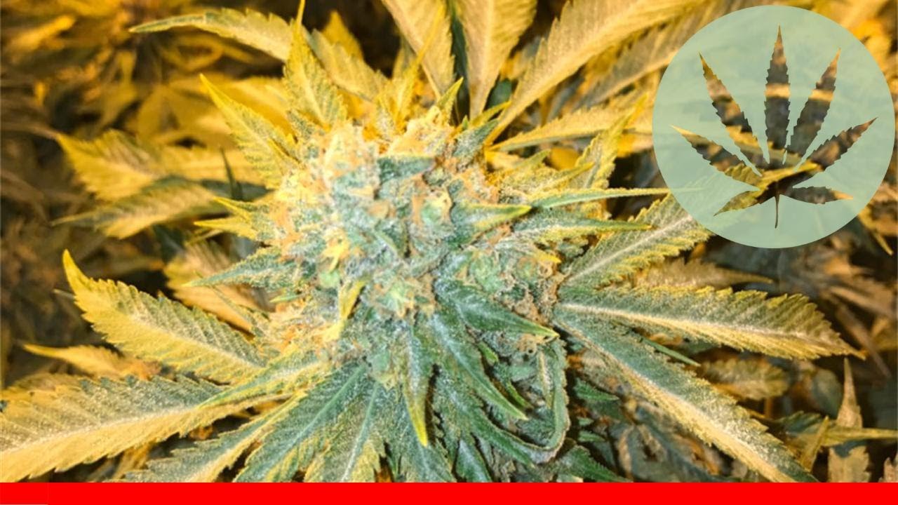 Strawberry Og - All About This Strain