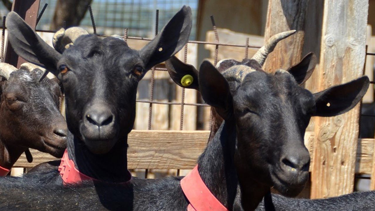 💚 La cabra Murciano-granadina. Sierra del Montsec, Lleida 🐐🐐🐐🐐