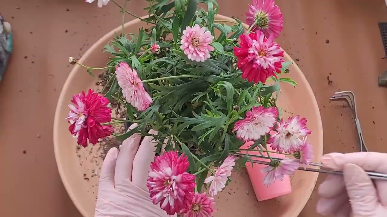  예쁜 꽃 심어 봤습니다✨️🐰🍀💰🌟🌵🌹👌🌟✨️