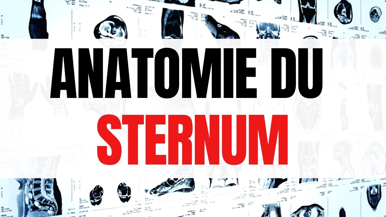 Anatomie du STERNUM