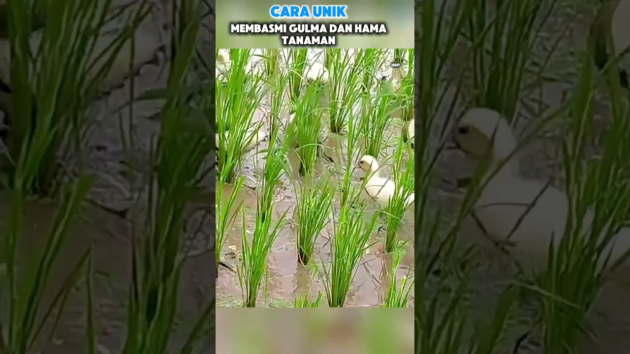 Membasmi gulma dan hama tanaman dengan itik #tips #animals #tipsdantriks