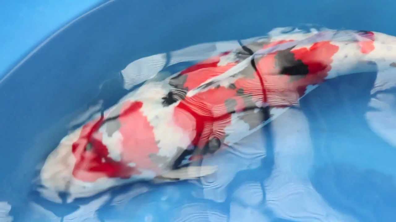 Isa Koi Farm (17 Dec 2011) Full HD