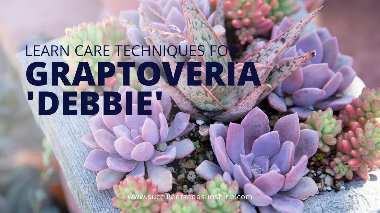 Graptoveria 'Debbie' is the perfect purple succulent!