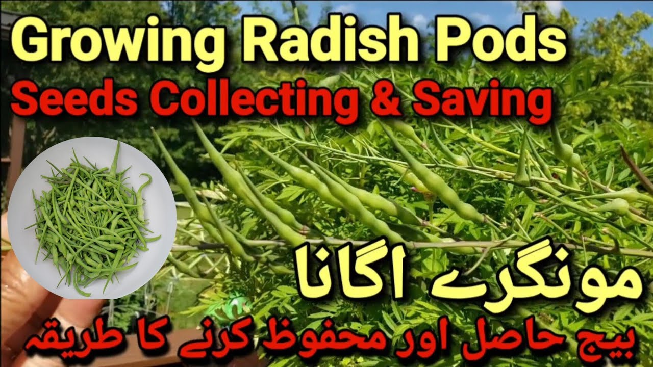 Growing Radish pods! Seeds collecting & saving Method Growing Radish from seeds, collecting and s...