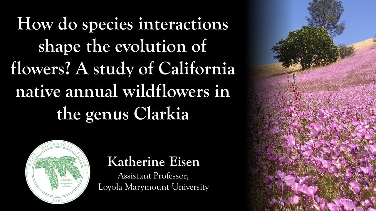 How do species interactions shape the evolution of flowers? - Katherine Eisen - Torrey Talks