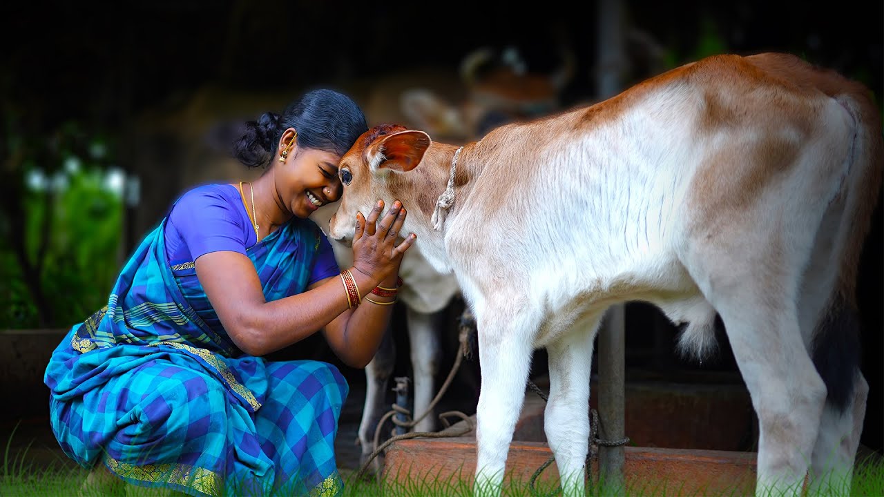 The Life of Dairy! New Born Calf | Masala Paneer, Milk Halwa, Sweet Colostrum & Gulab Jamun - EP: 1