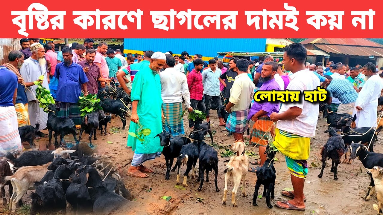 বৃষ্টির দিনে ছাগলের বাজার খুবই খারাপ | বিক্রেতারা বলে দামই কয়না | লোহায় বাজার | goat_market gazipur