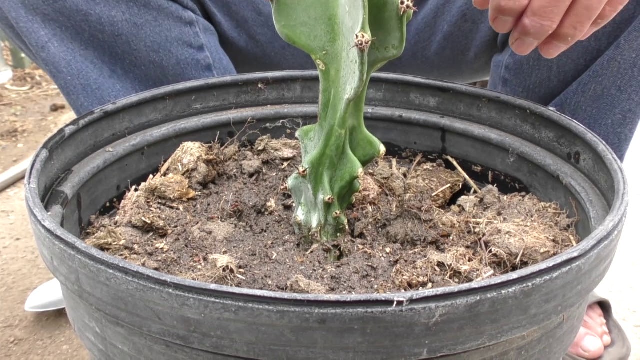淺談火龍果