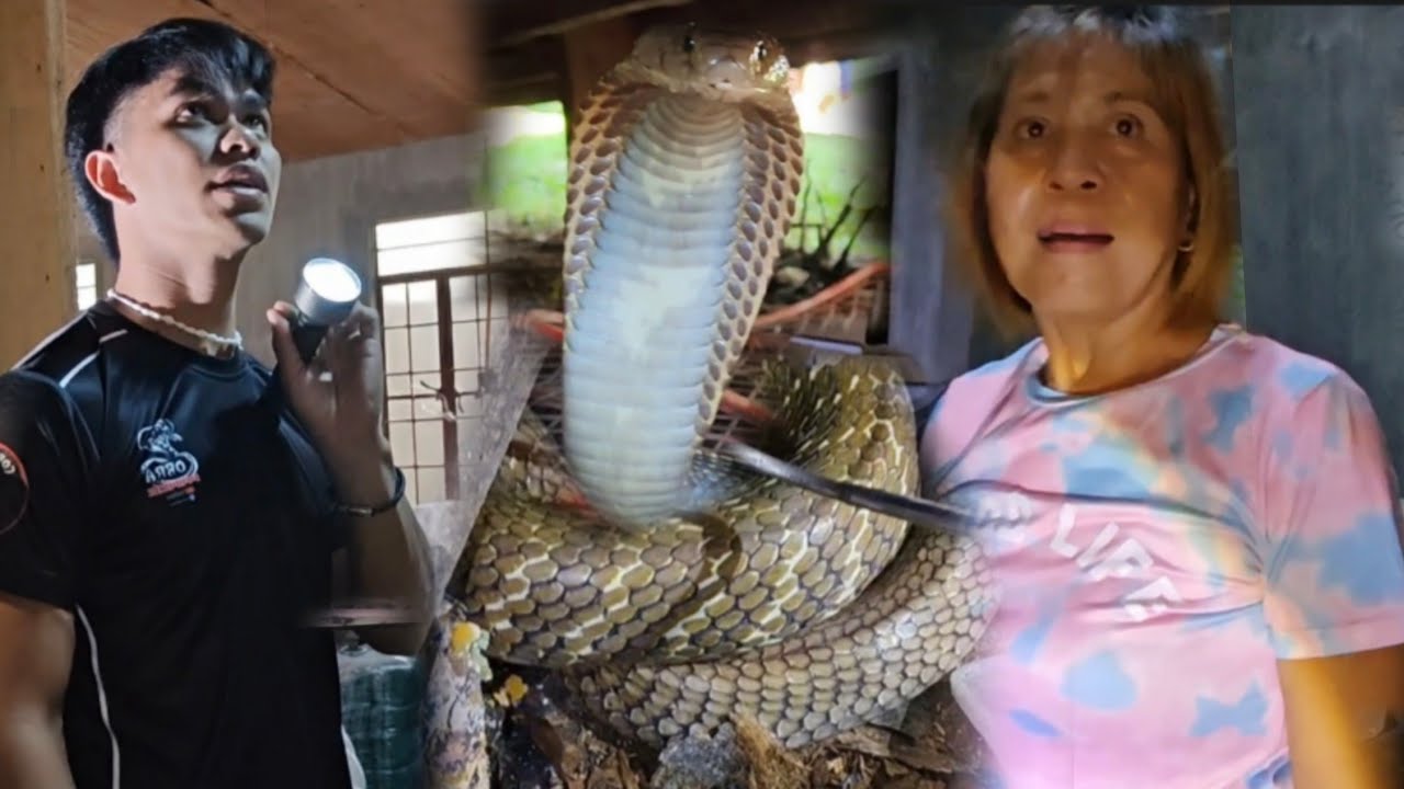 GOLDEN COBRA NAPAKADELIKADO