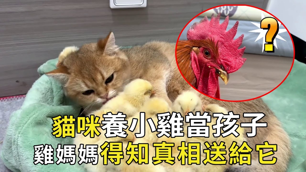 貓咪養一群小雞當寶寶，雞媽媽無奈上門要孩子，得知真相卻願意送給它【小奶狗觀影】