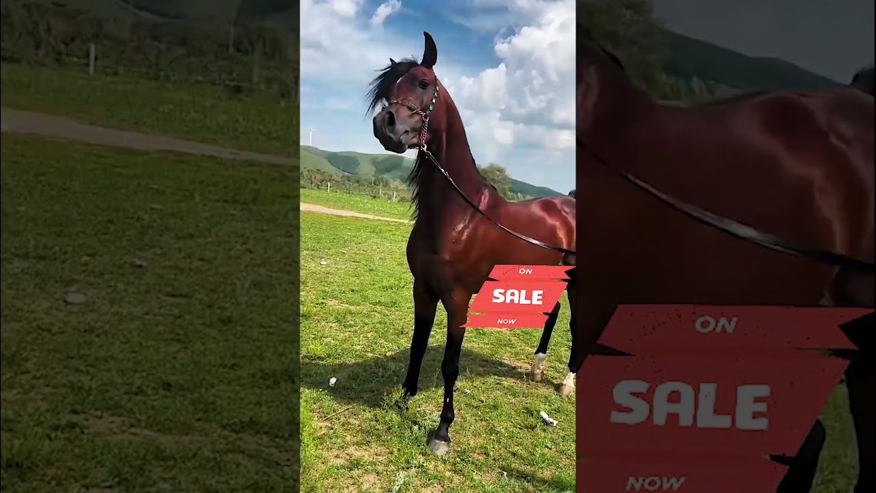 Top Dance Arabian stallion in the world!
