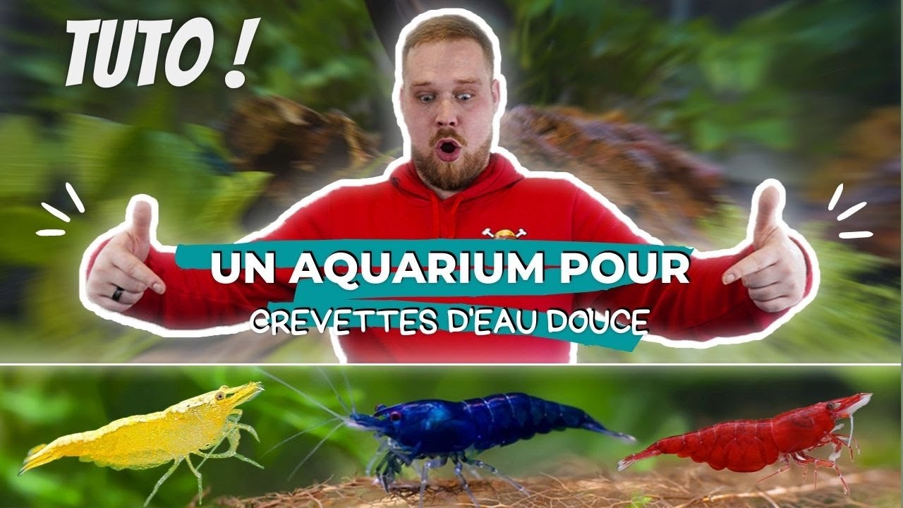 UNE NOUVELLE ESPECE DANS NOTRE ELEVAGE DE CREVETTES !  TRUCS & ASTUCES ! [ ANI' MOOD ]