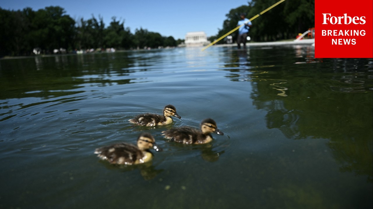 What Killed The Ducks In The Reflecting Pool? Here&rsquo;s What We Know