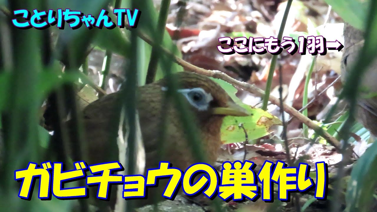 ガビチョウカップルの巣作り【ことりちゃんTV☆野鳥たちの物語】