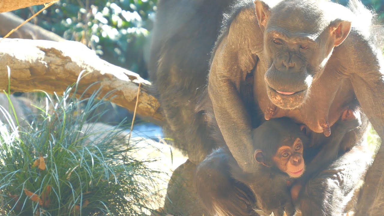 サチコの愛しい子供たち　よこはま動物園ズーラシア　チンパンジー　202402