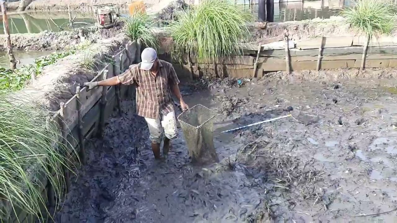 panen Lele di Rusunawa Gampong Lampulo