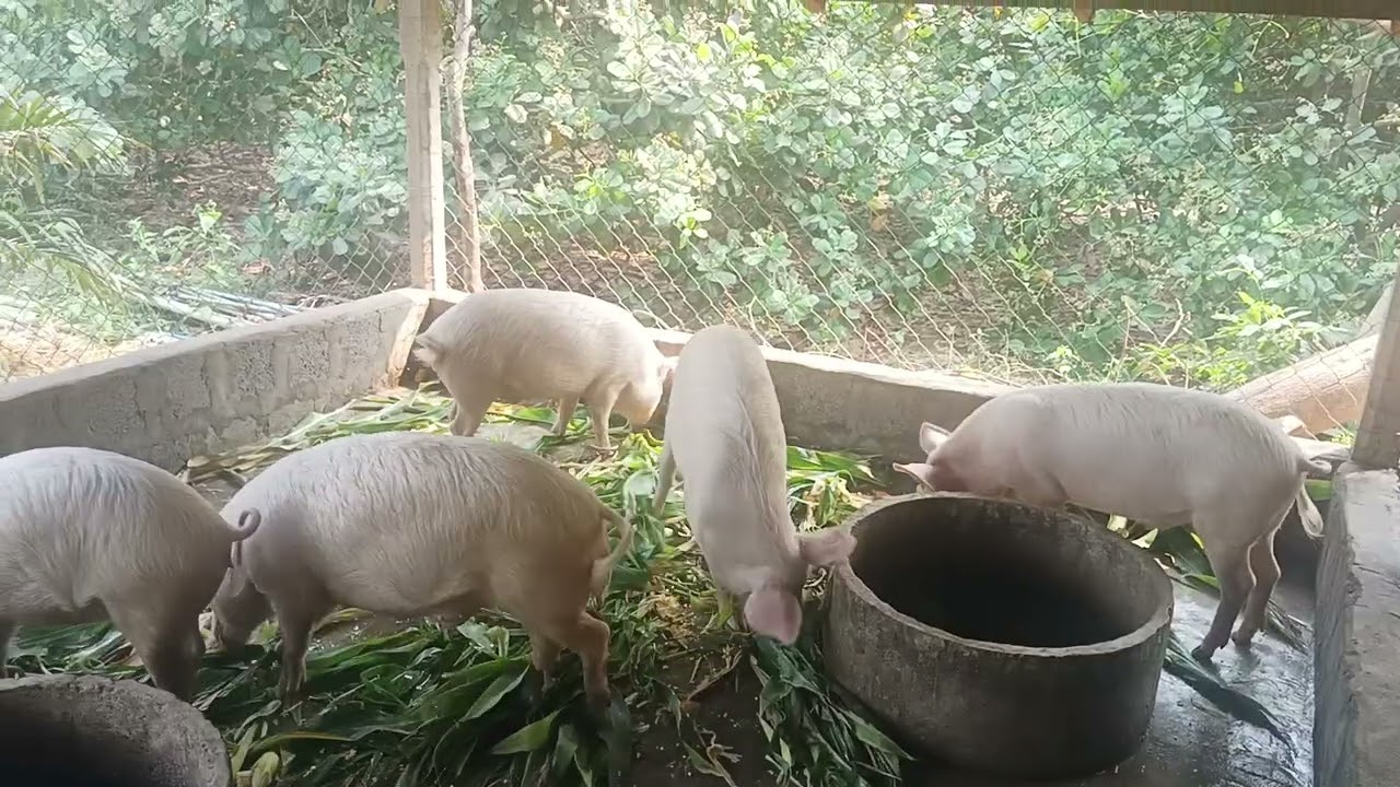 Pig farming
