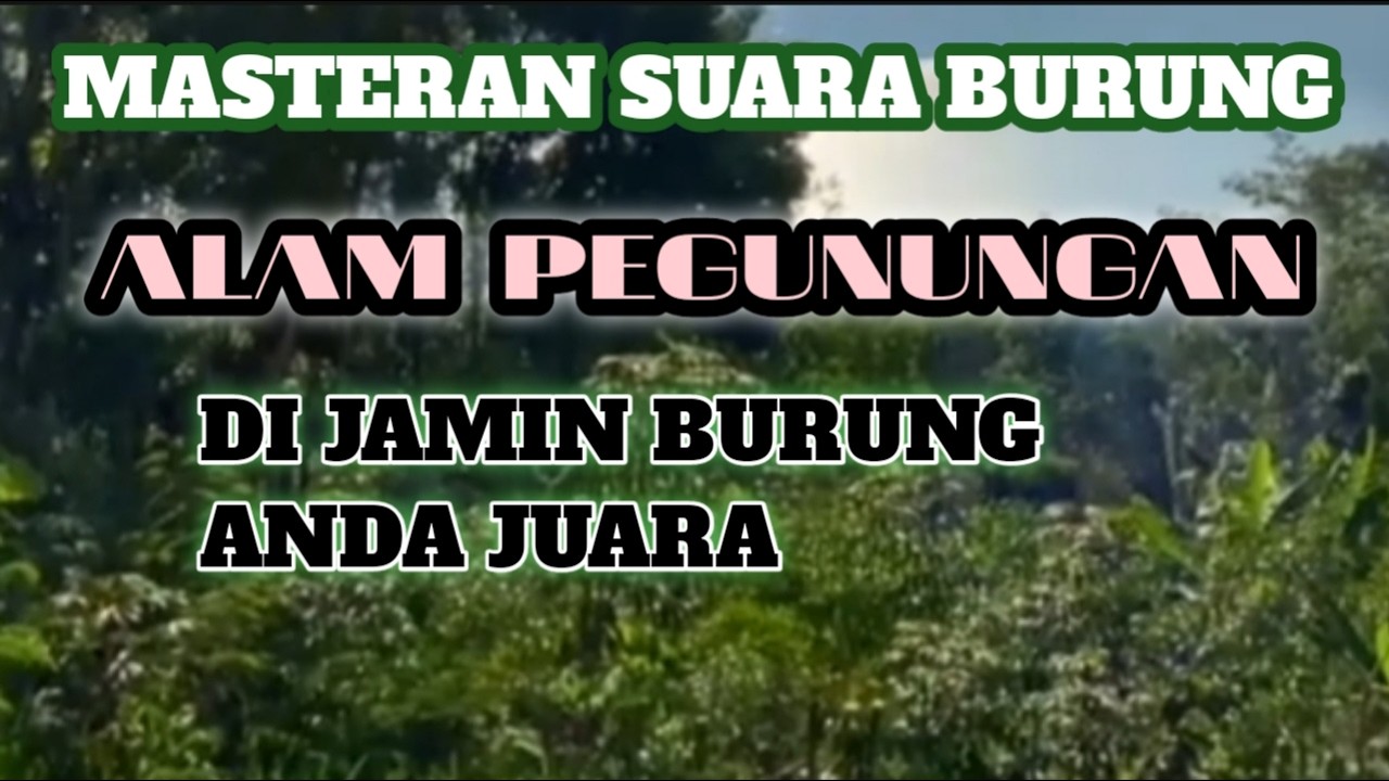 MASTERAN BURUNG ALAM PEGUNUNGAN‼️