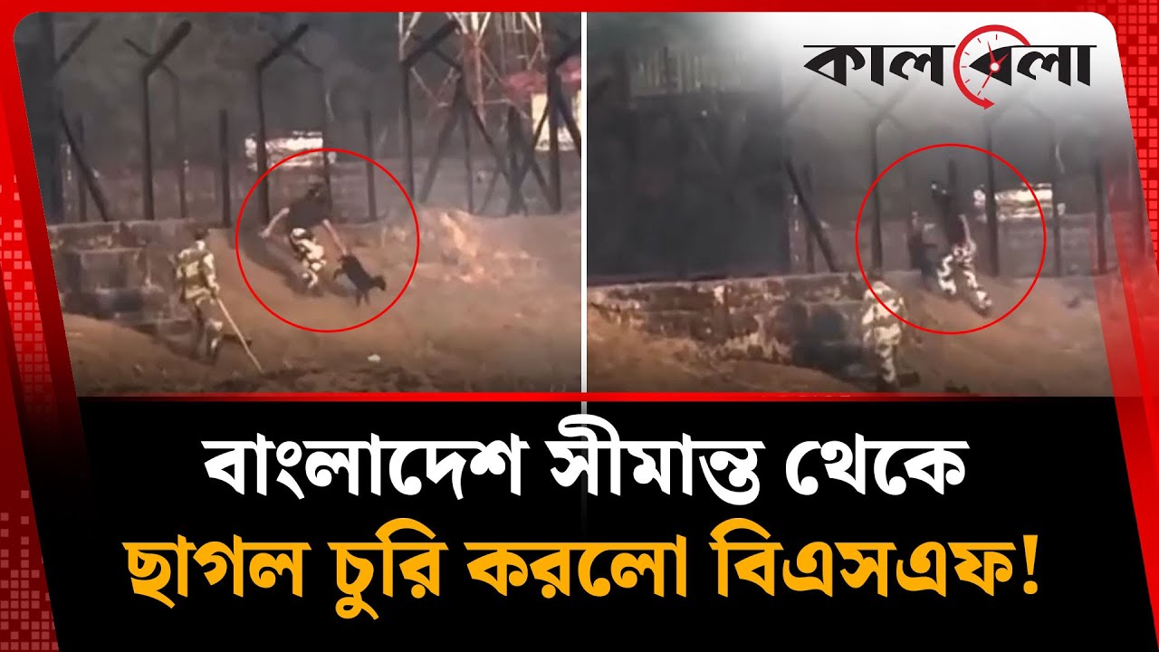 বাংলাদেশ সীমান্ত থেকে ছাগল চুরি করলো বিএসএফ! | Bangladesh Border | BSF | I India | Kalbela