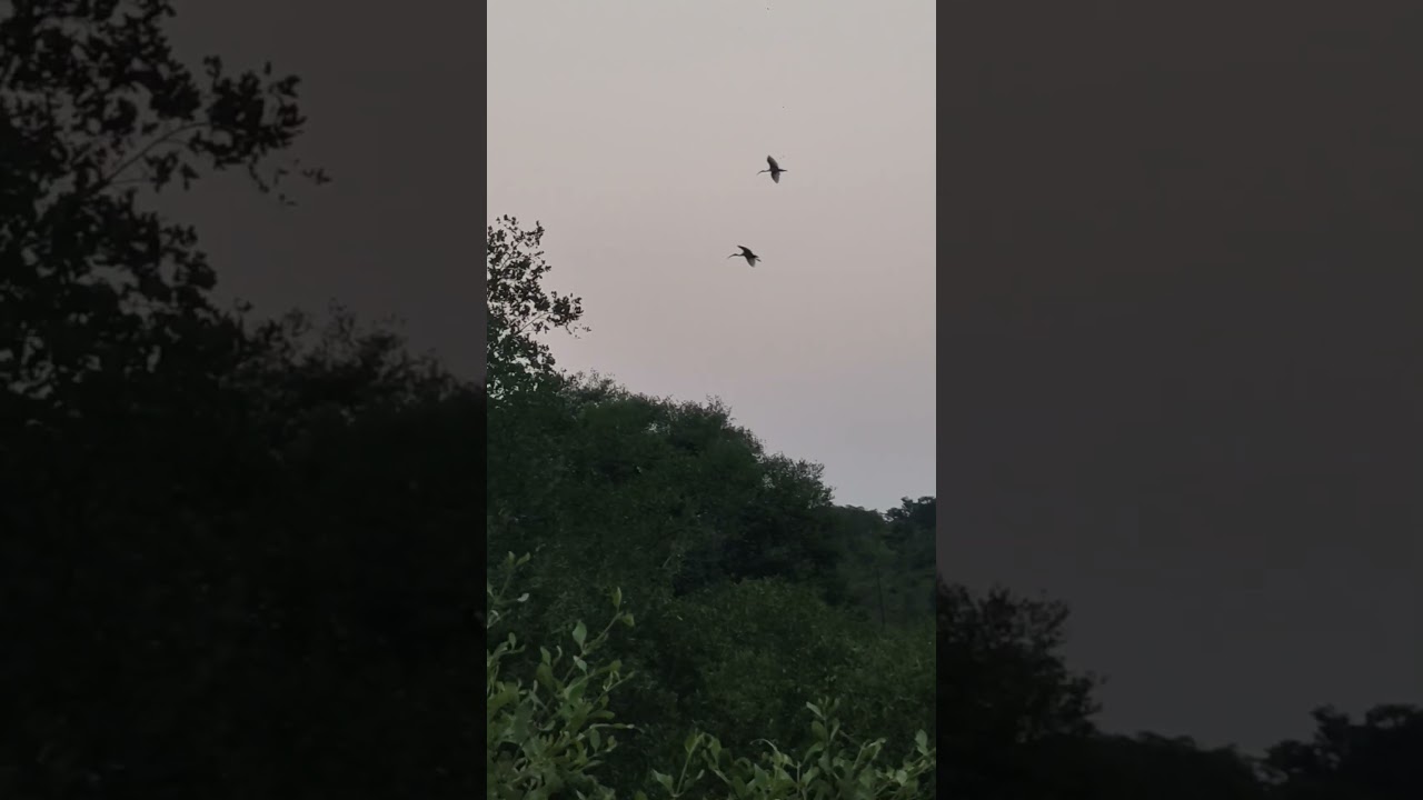 Black Headed Ibis flying back home!