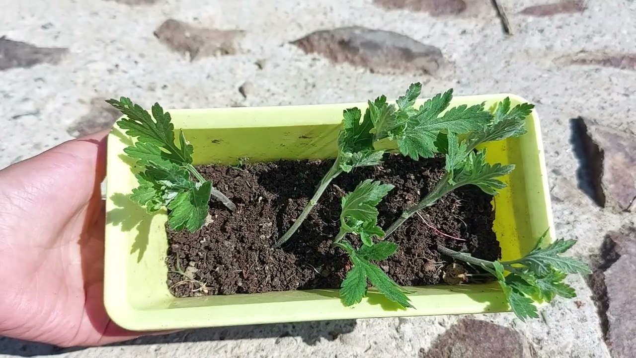 Пришло время размножать хризантемы!