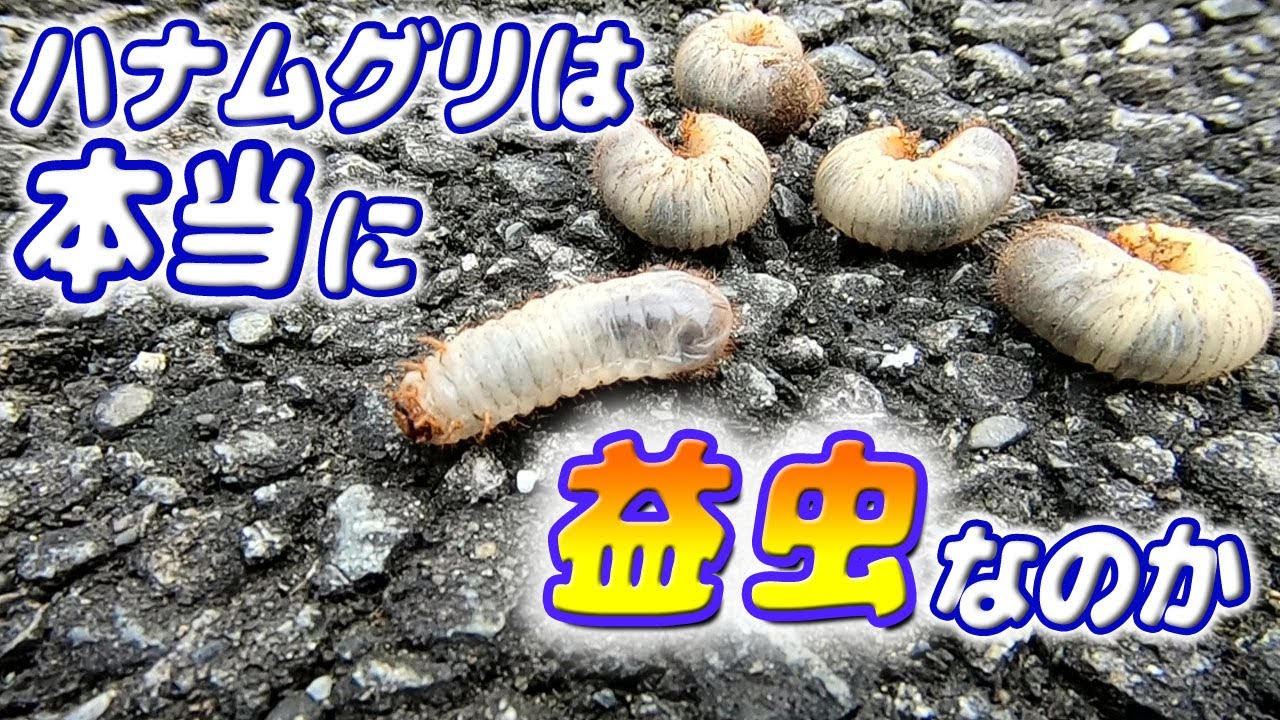 君は本当に益虫なのかい？　益虫とは呼び難い現象に遭遇しました