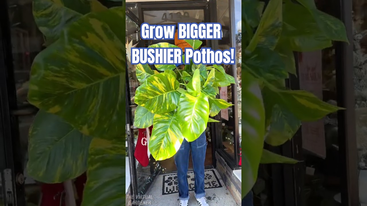 30-Second Hack to Make Your Pothos Grow Bushier 🌿⚡