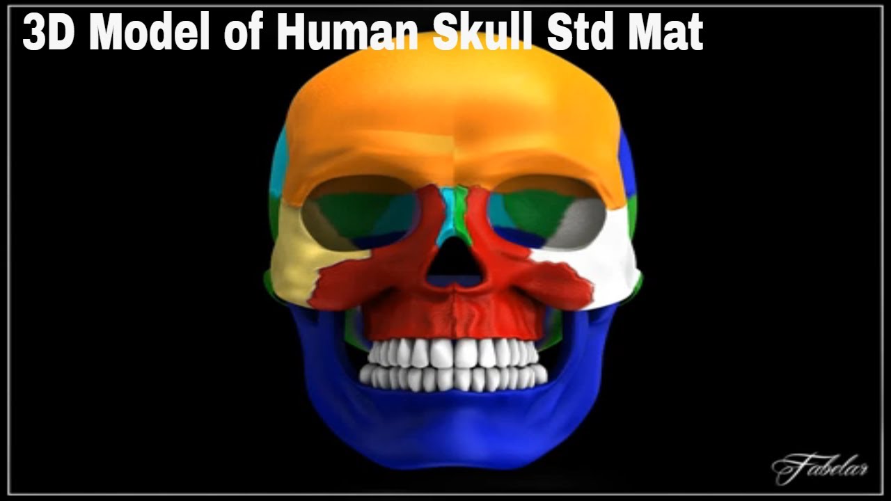 3D Model of Human Skull Std Mat Review