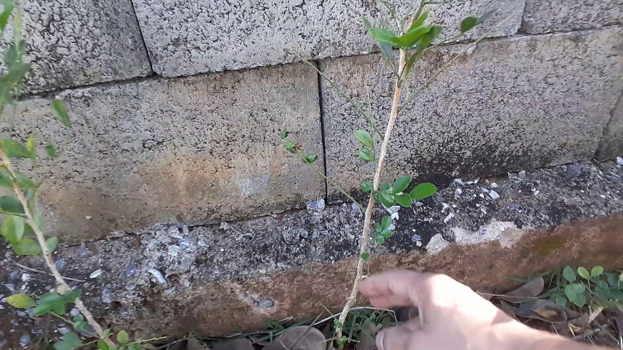 Murta - árvore cerca viva -