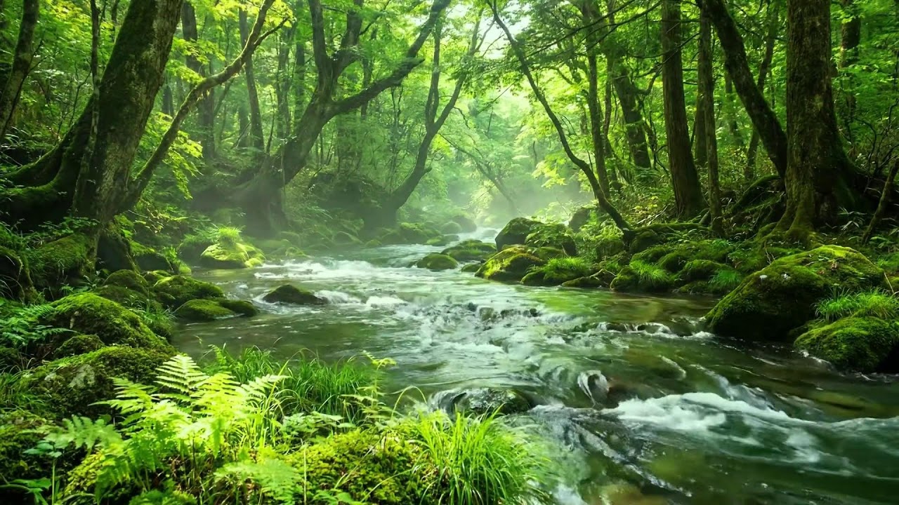 Soothing Forest River with Chirping Birds, Peaceful Natural Ambience for Healing and ASMR