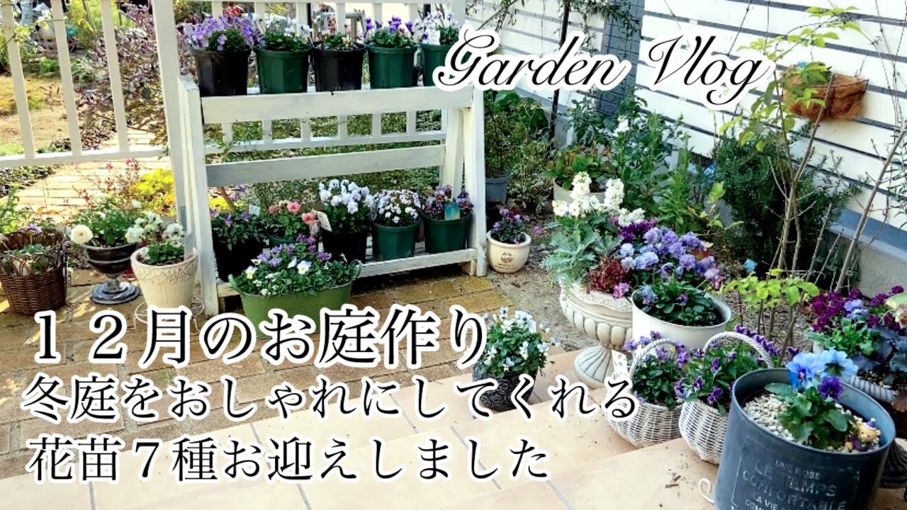 【ガーデニングVlog】１２月のお庭作り／おしゃれな花苗７種お迎え／玄関先を冬らしく