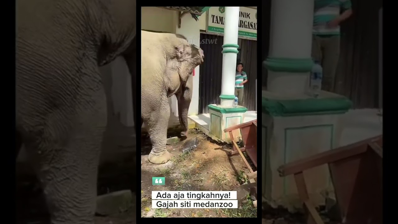 WOW! Gajah siti medanzoo 4ngk4t Meja😱 #shorts