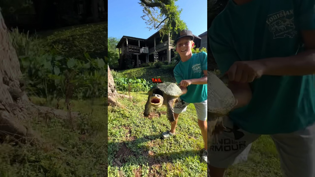 How To Hold a Snapping Turtle (without losing fingers) 🐢 #crawkid