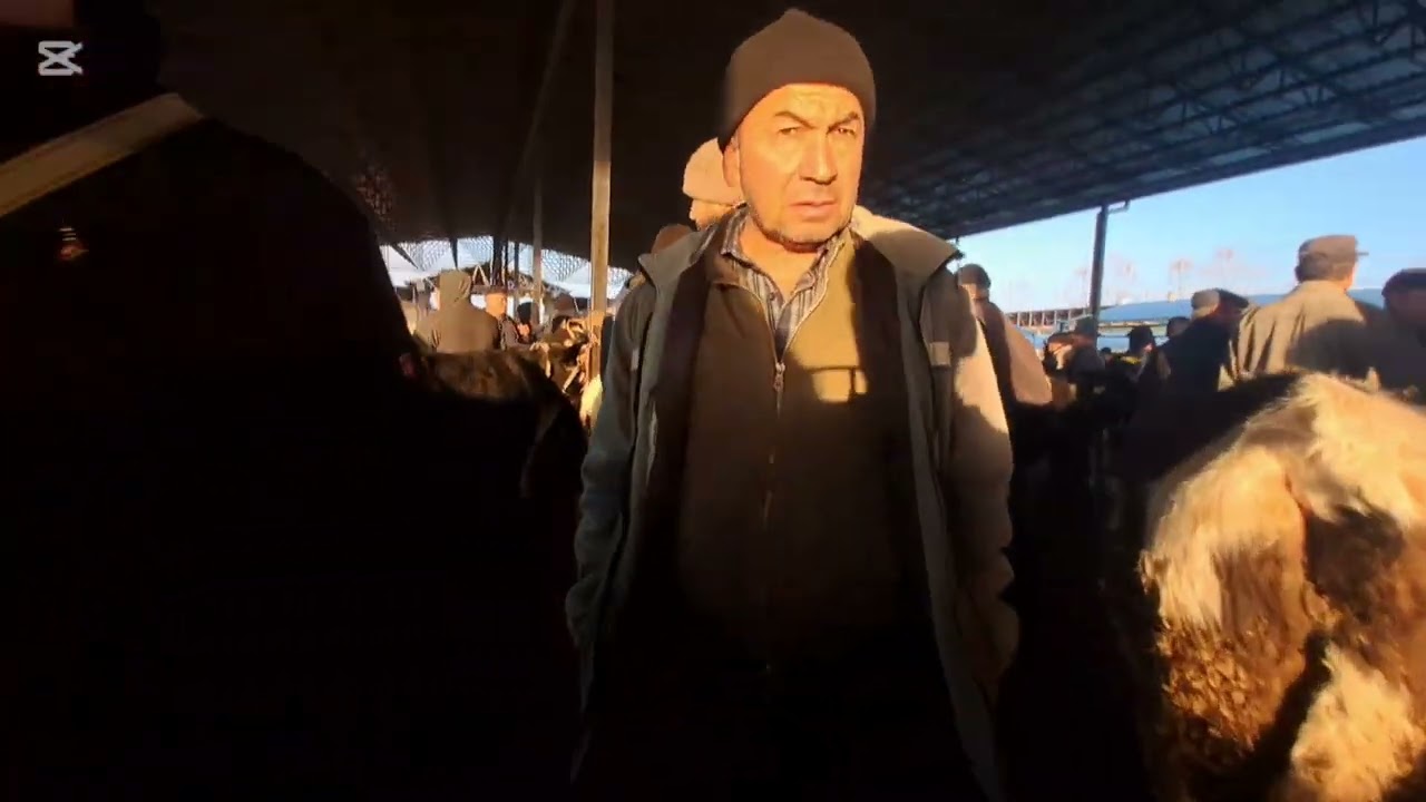Shoʻro chorva mollari bozoridan video abzor. 14.01.2026
