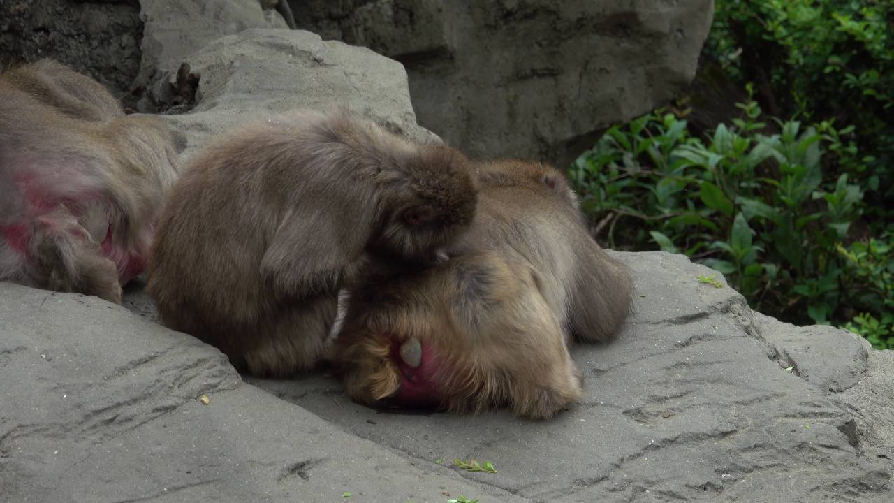 Sony RX10 III 4K Central Park Zoo