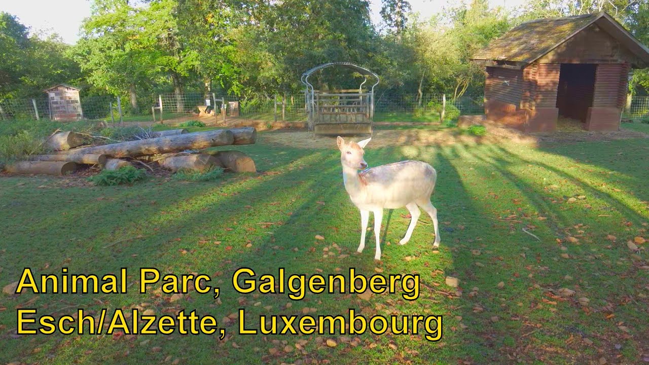 Walk through the Animal Parc in Esch-sur-Alzette, Luxembourg, October 2023 [4K]