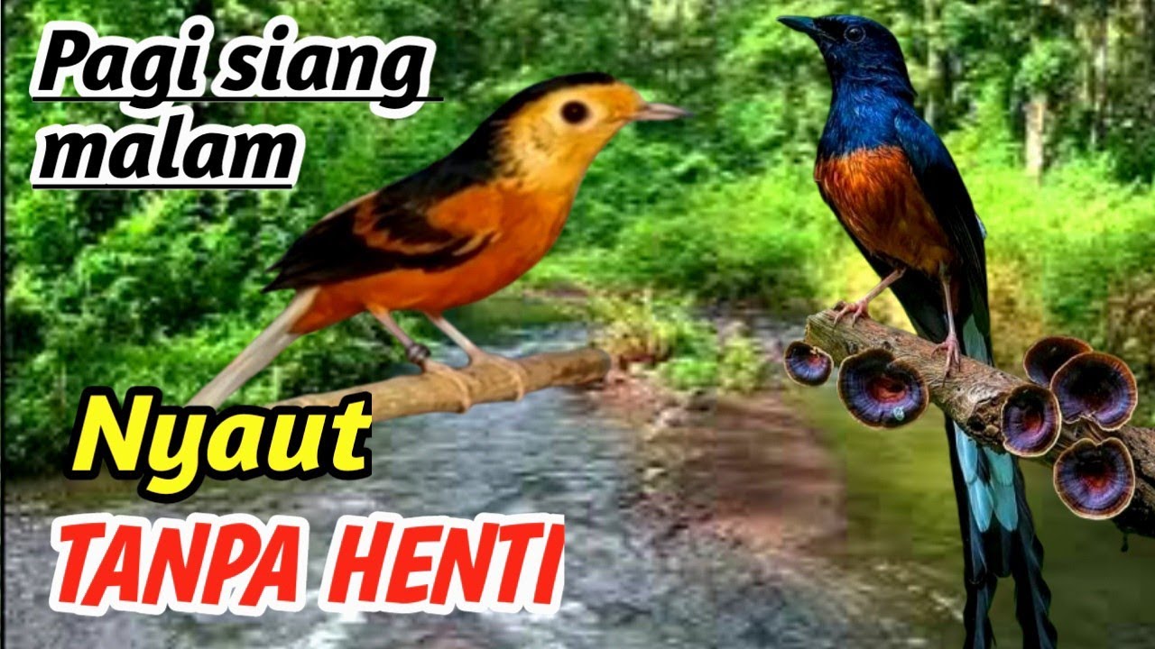 Masteran Murai Batu Ngalas Hutan Asli – Relaxing River Nature Sound for Bird Therapy