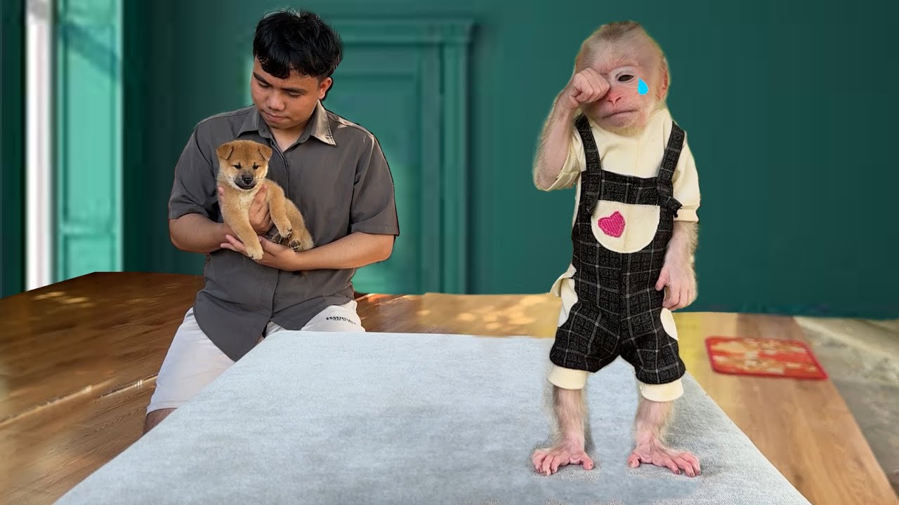 How will baby monkey Xuka be when she leaves puppy Kun?
